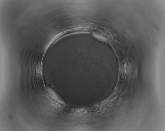 X0000111370100200907101219