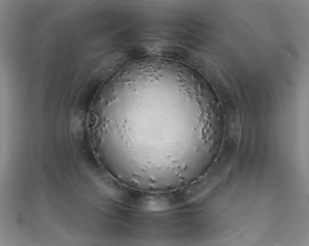 X0000111370275200907101217
