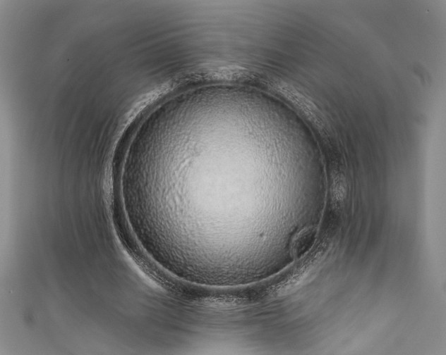 X0000111370630200907101212