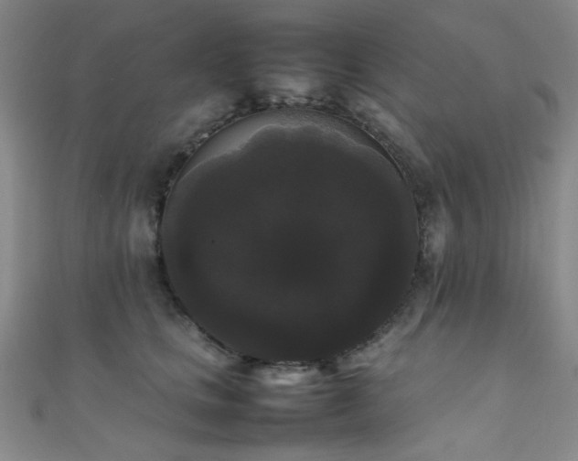 X0000111370661200907101212