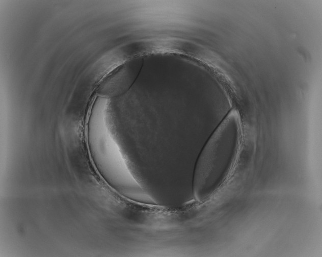 X0000111370785200907101210