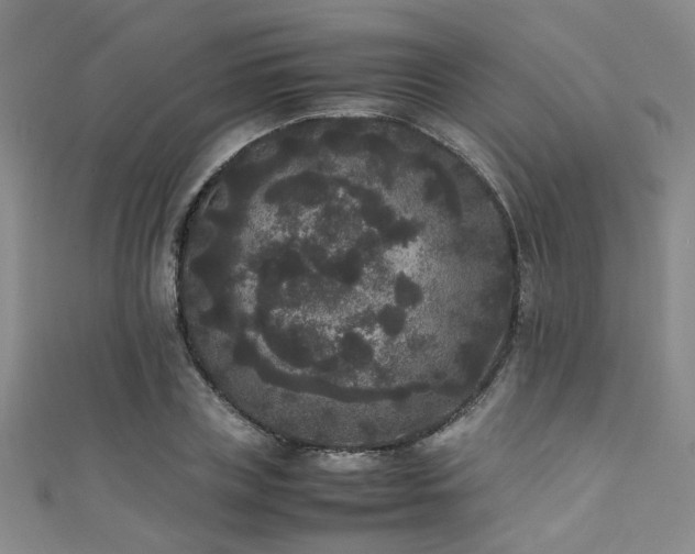 X0000111370835200907101209