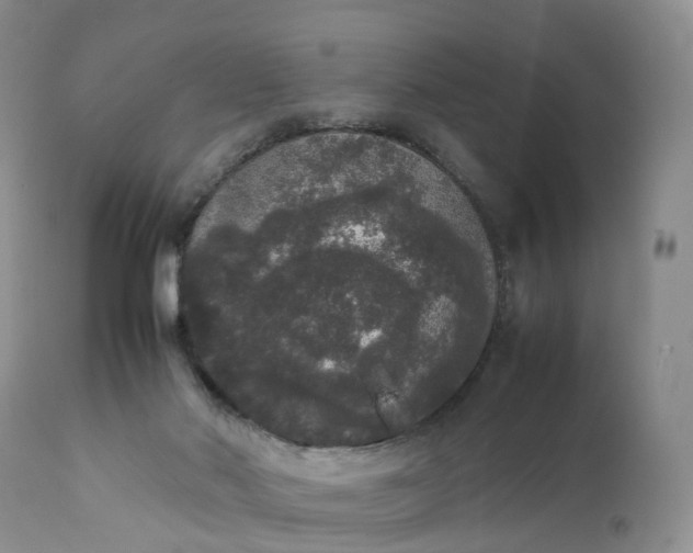 X0000111370022200907241257