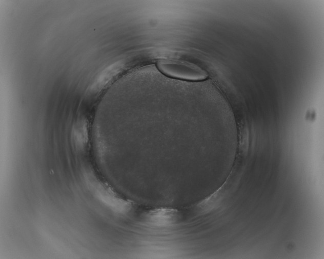 X0000111370128200907241255