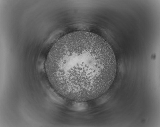 X0000111370185200907241255