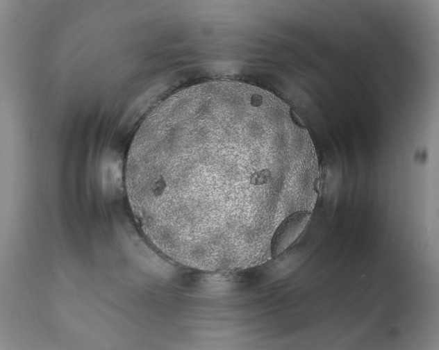 X0000111370238200907241253