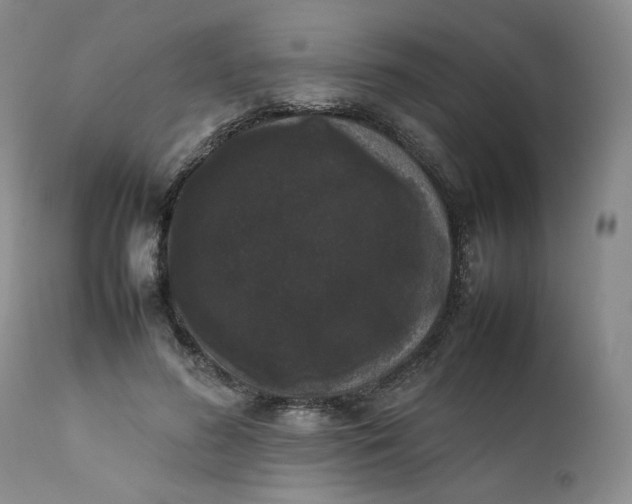 X0000111370596200907241247