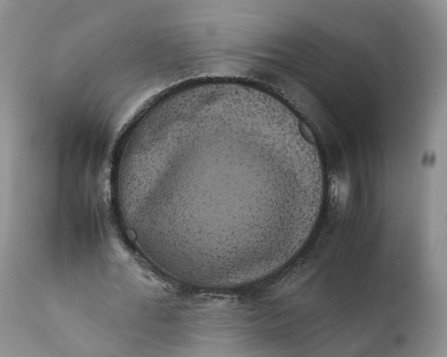 X0000111370676200907241246