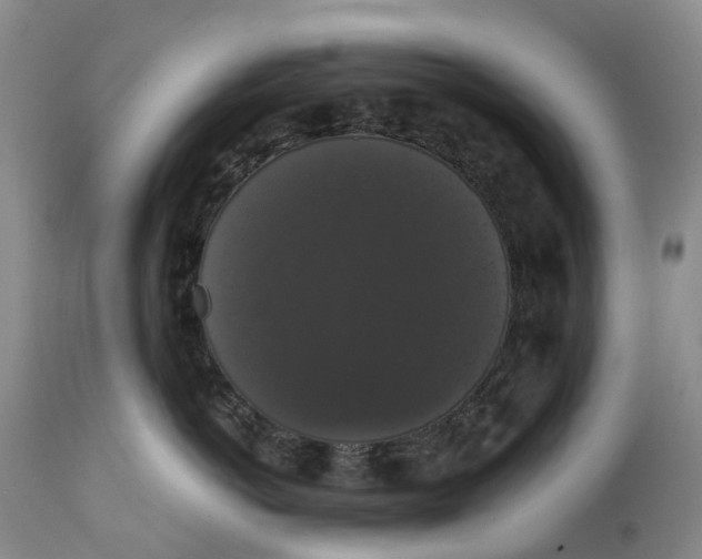 X0000111370766200907241245