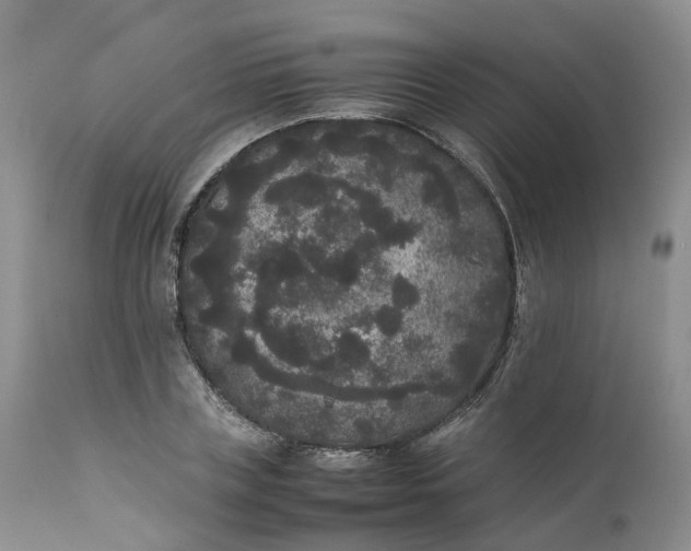 X0000111370835200907241244