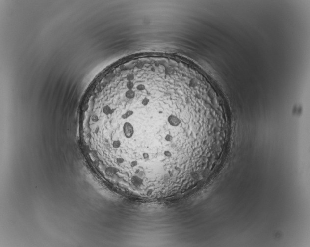 X0000111370838200907241244