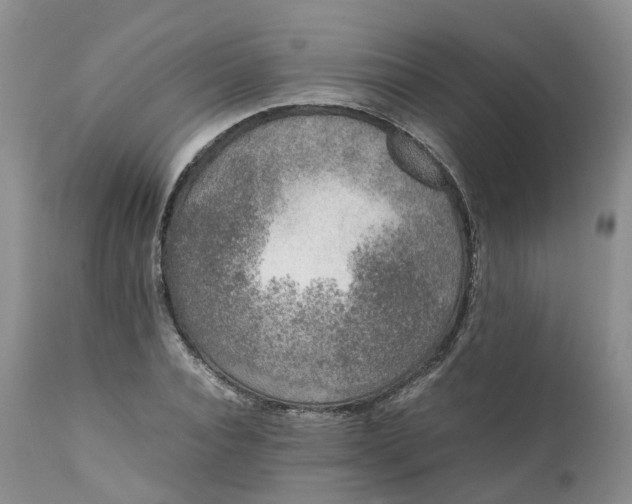 X0000111370928200907241242