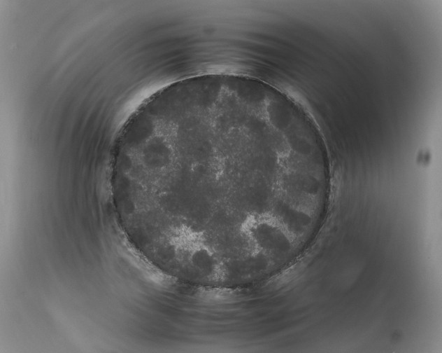 X0000111371019200907241241