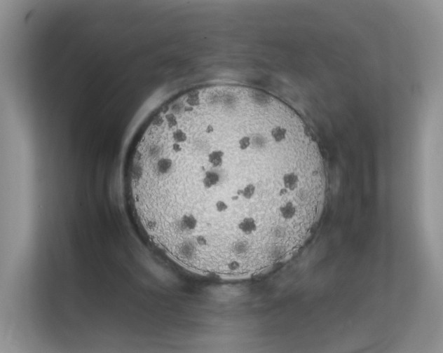 X0000111370102200907311041