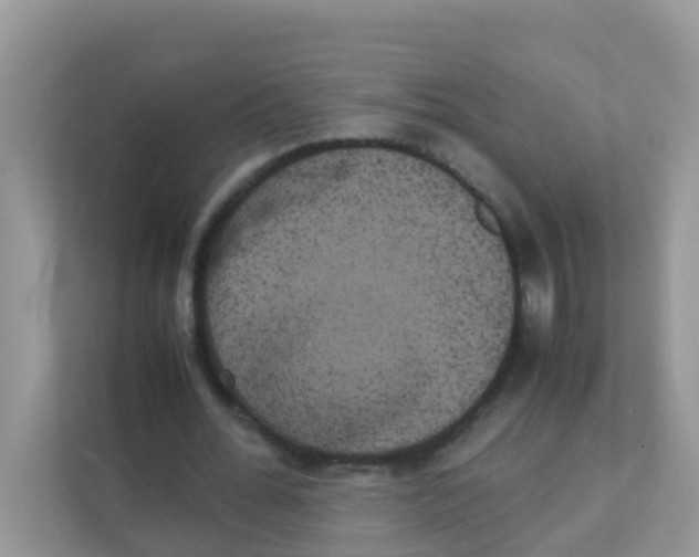 X0000111370676200907311033