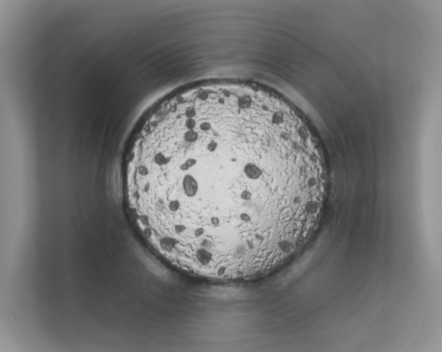 X0000111370838200907311031