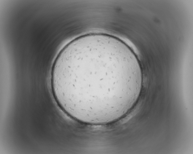 X0000111370903200907311030