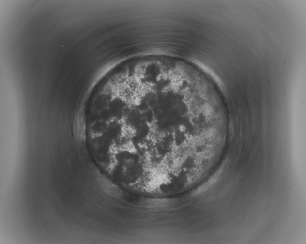 X0000111370925200907311030