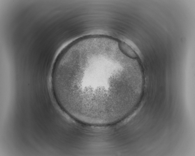 X0000111370928200907311030