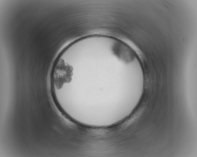 X0000111370999200907311029