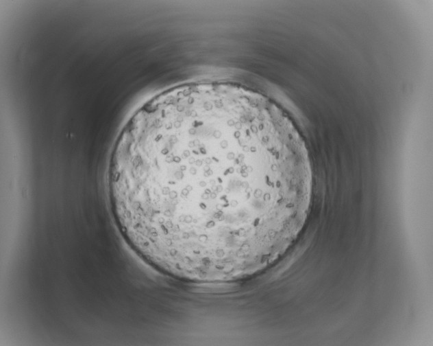 X0000111371487200907311023