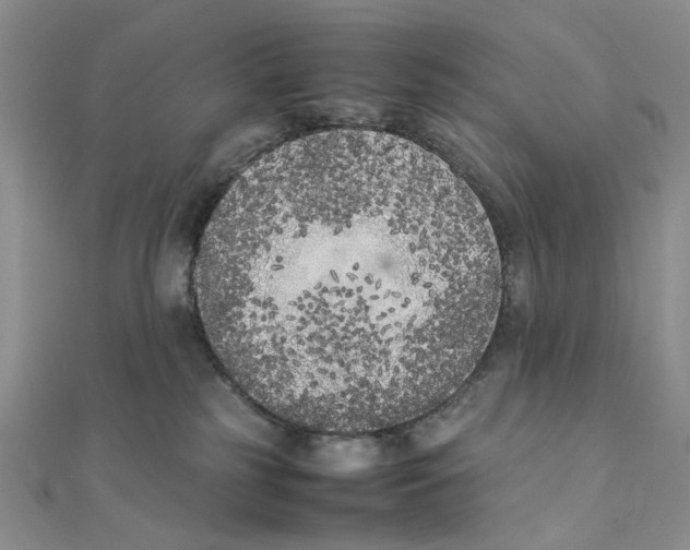 X0000111370185200908071222