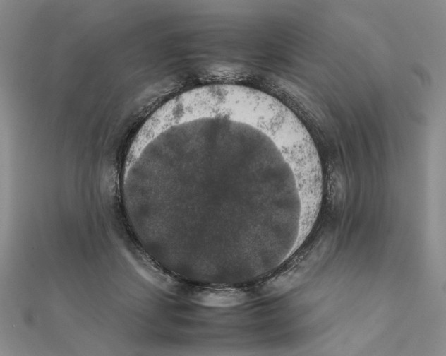 X0000111370459200908071218