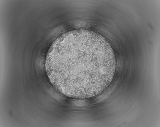 X0000111370671200908071215