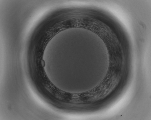 X0000111370766200908071214