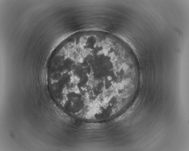 X0000111370925200908071211