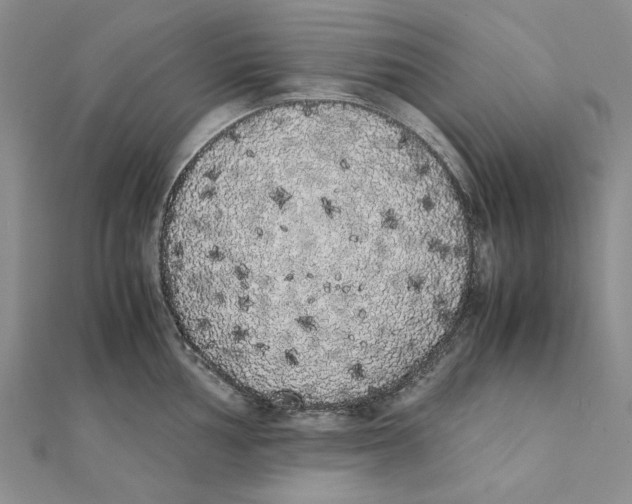 X0000111371002200908071210