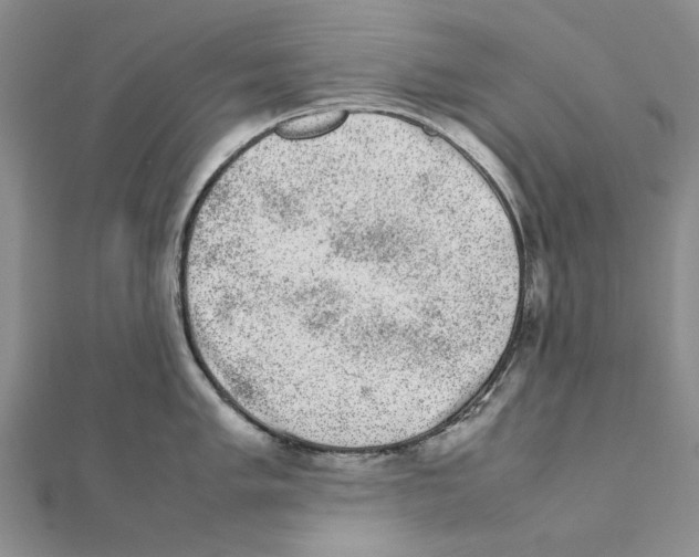 X0000111371005200908071210