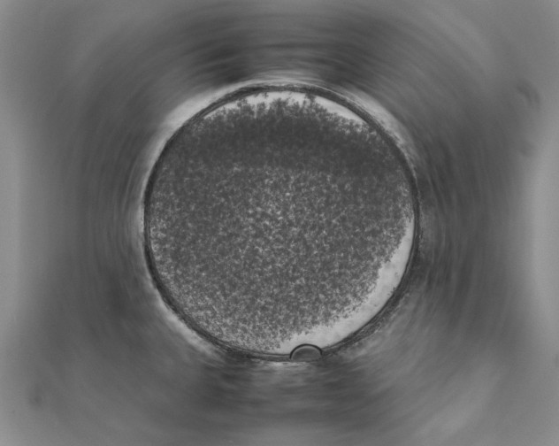 X0000111371335200908071206