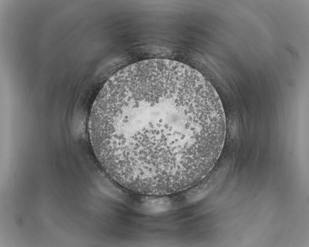 X0000111370185200908211326