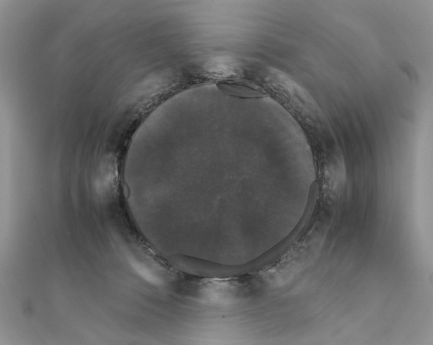 X0000111370320200908211324
