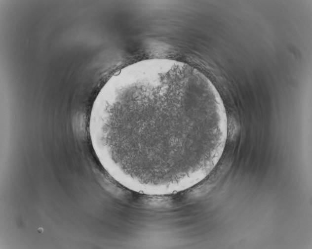 X0000111370670200908211319