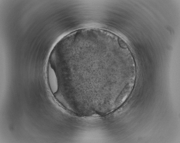 X0000111370864200908211317
