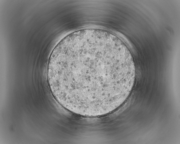 X0000111371244200908211311