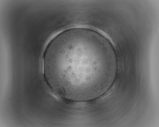 X0000111381223200907101119