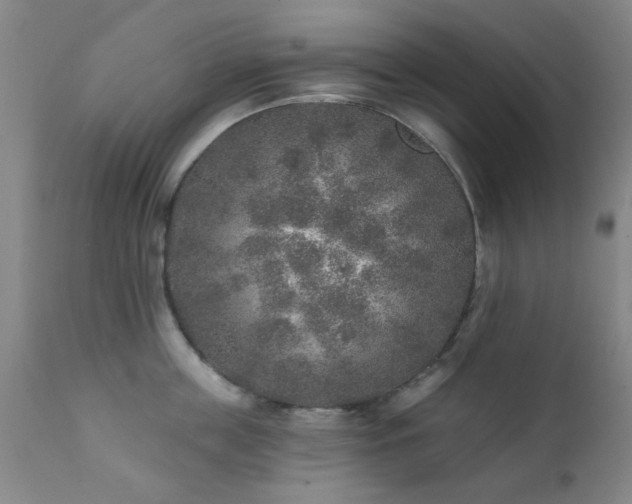 X0000111380859200907171221