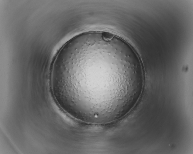 X0000111381525200907171210
