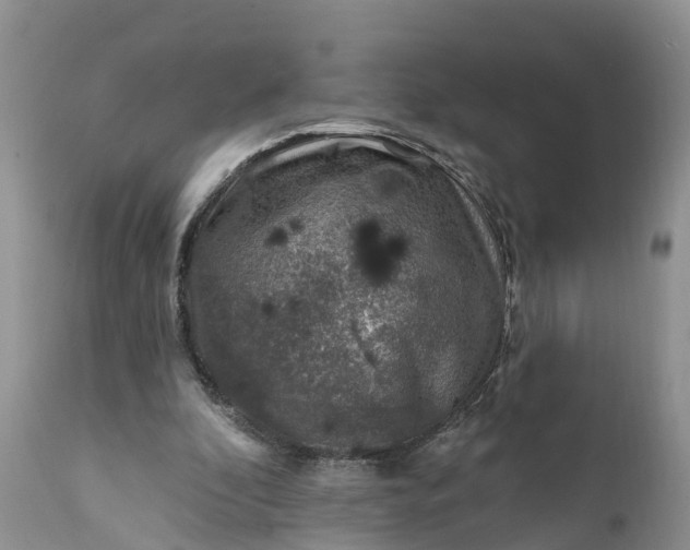 X0000111380296200907241316