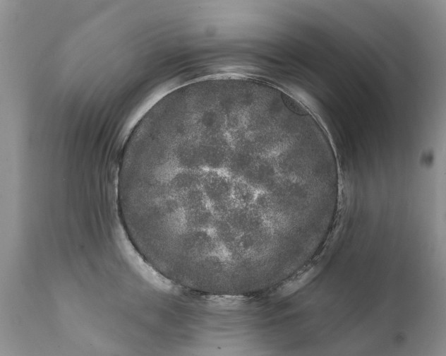 X0000111380859200907241308