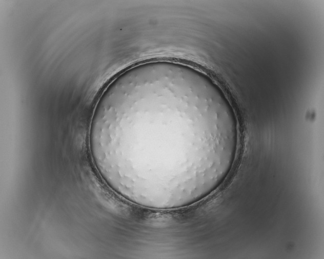 X0000111381505200907241258