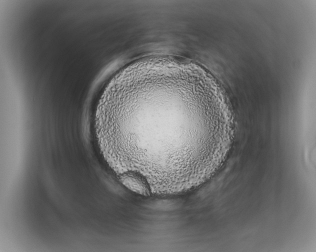 X0000111380149200907311100