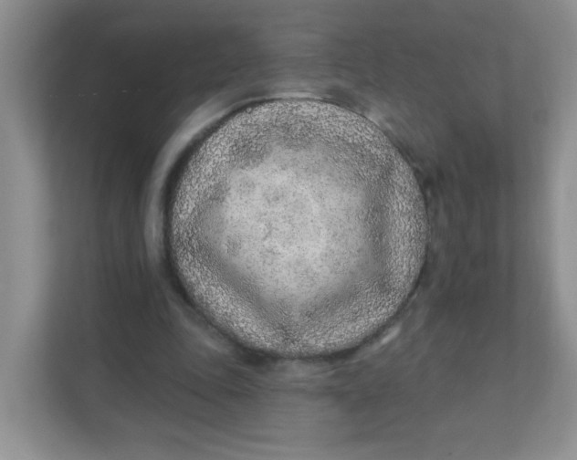 X0000111380343200907311058