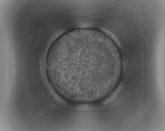 X0000111380721200907311053