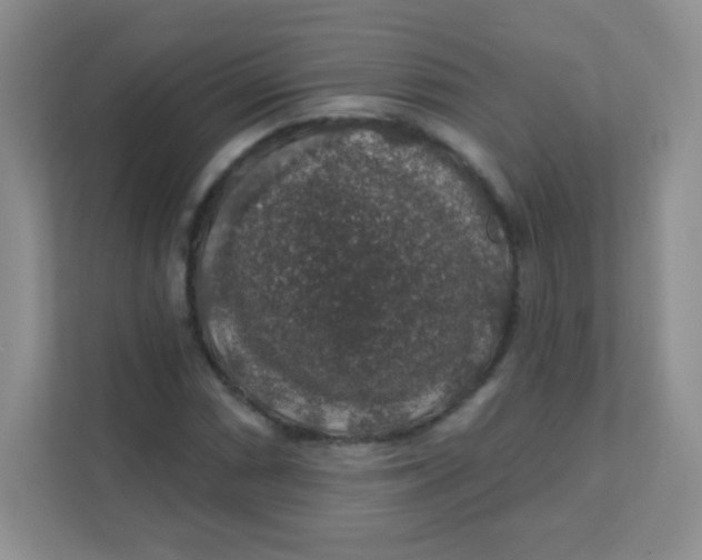 X0000111381066200907311049