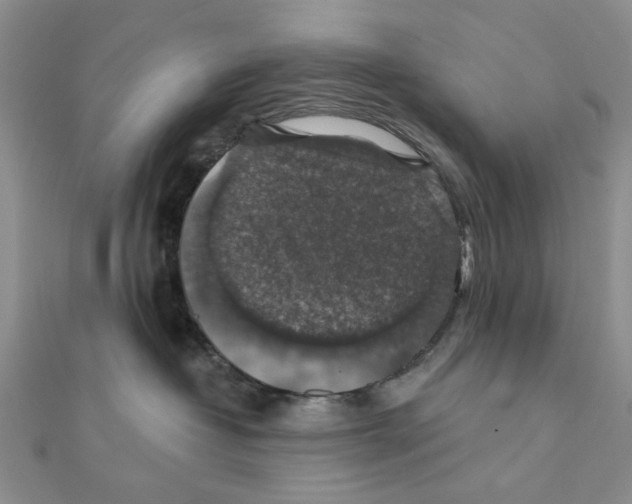 X0000111380382200908071240