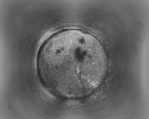 X0000111380296200908211346